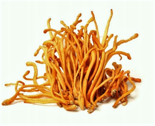 Cordyceps militaris Kopdyceps suszone 100g