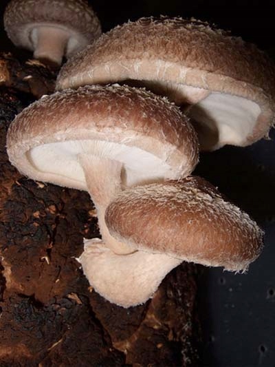 Grzybnia SHIITAKE Twardziak jadalny podłoże
