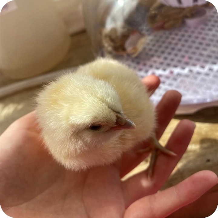 INKUBATOR DO JAJ AUTOMATYCZNY (12 JAJ) WYLĘGARKA KLUJNIK Z OBRACANIEM 35 W