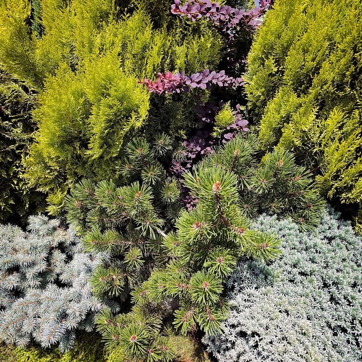 DUŻY NAWÓZ DO IGLAKÓW I TUI BOGATY SKŁAD WYBARWIENIE IGIEŁ 15 KG TARGET