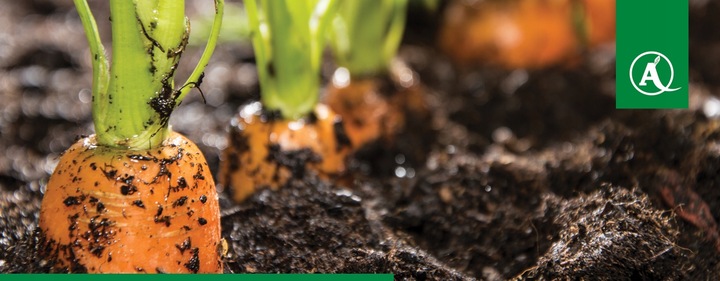 ŚRODEK GRZYBOBÓJCZY OPRYSK SCORPION 325 SC 500ML PARCH ZGNILIZNA PLEŚŃ