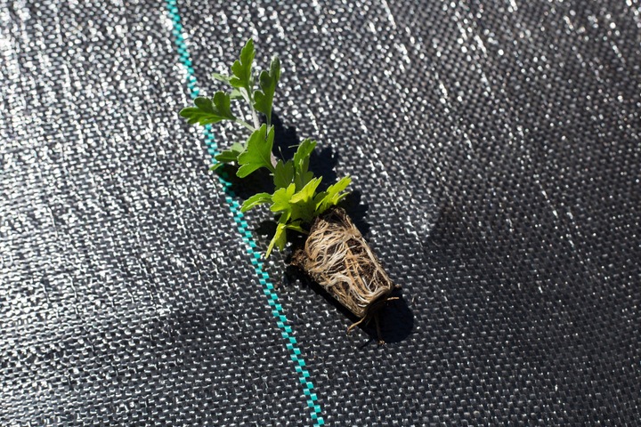 AGROTKANINA 110G 1,6x50m PREMIUM UV 3% AGROWŁÓKNINA CZARNA MATA + KOŁKI