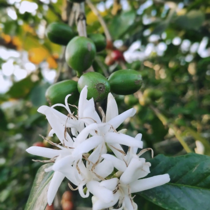 KAWA ZIARNISTA 2kg BRAZYLIA blend ŚwieżoPalona do KAW MLECZNYCH do EKSPRESU