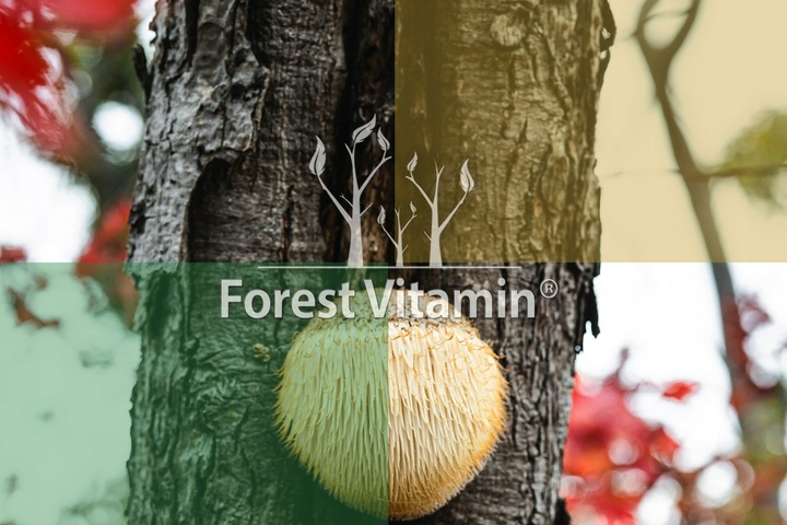 Soplówka Jeżowata 500mg 60kap LION'S MANE PAMIĘĆ MÓZG KONCENTRACJA