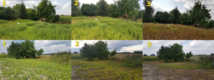 ORKAN 350SL 1L ŚRODEK CHWASTOBÓJCZY CHWASTY SKRZYP PERZ MNISZEK +RĘKAWICZKI