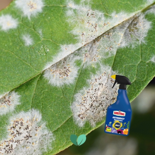 SAPROL GRZYBOBÓJCZY środek KWIATY: ZWALCZA CHRONI