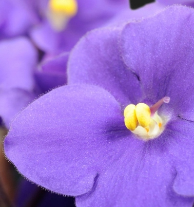 YODEYMA Paris_HARPINA Eau de Parfum EDP 50 ml