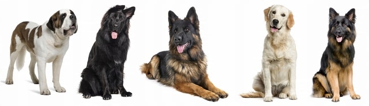 Olej z Łososia dla psa 1l Gold dog 100% łosoś