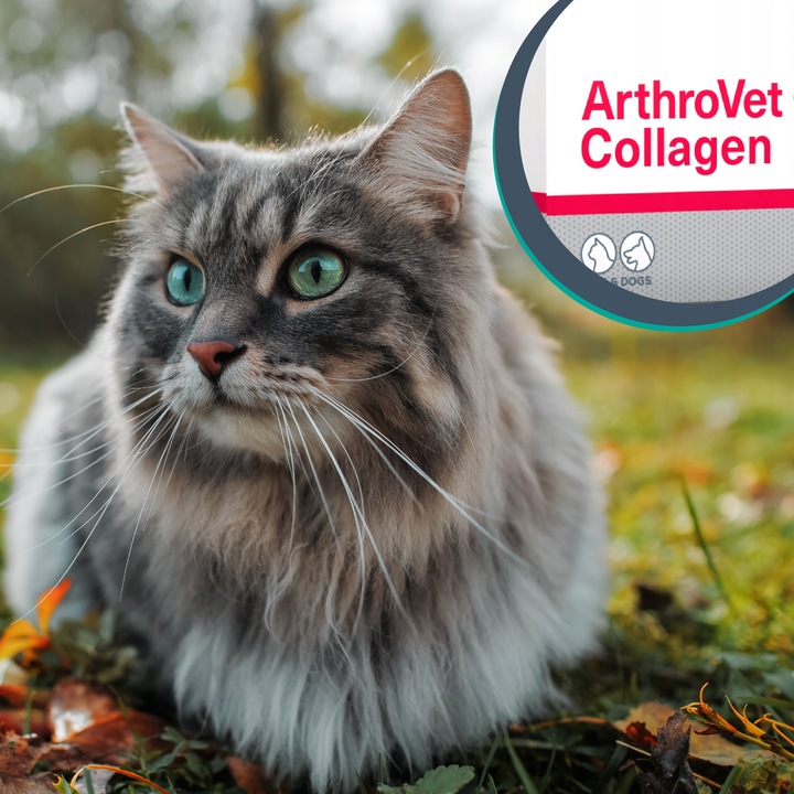 Vet Expert ARTHROVET - zestaw wspomagający prawidłowe funkcjonowanie stawów