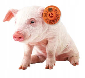 Kolczyki dla trzody chlewnej, świń - 50 szt.