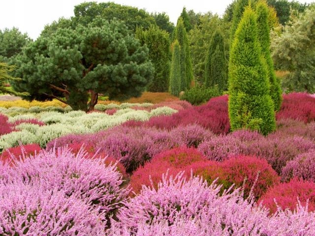 Żywa grzybnia dla Borówek i Wrzosowatych 500ml