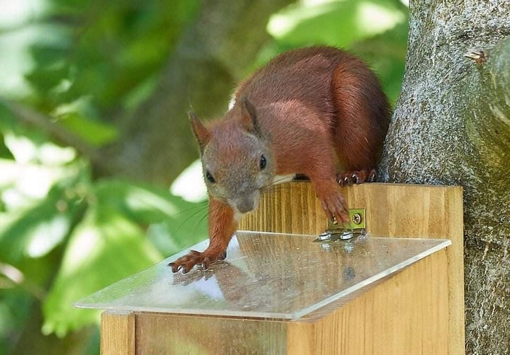 Orzechowa spiżarka, karmnik dla wiewiórek