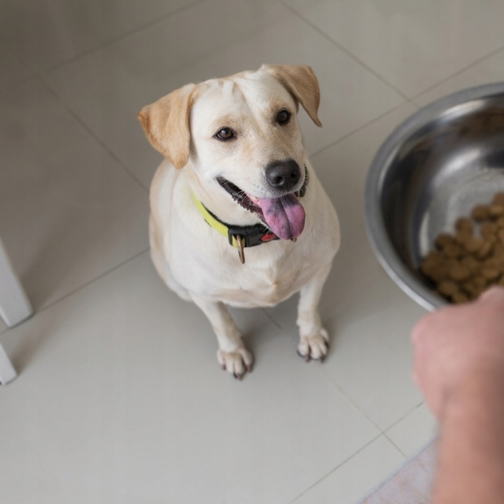 Sucha karma dla psa Butchers kurczak 10kg z witaminami lśniąca sierść skóra