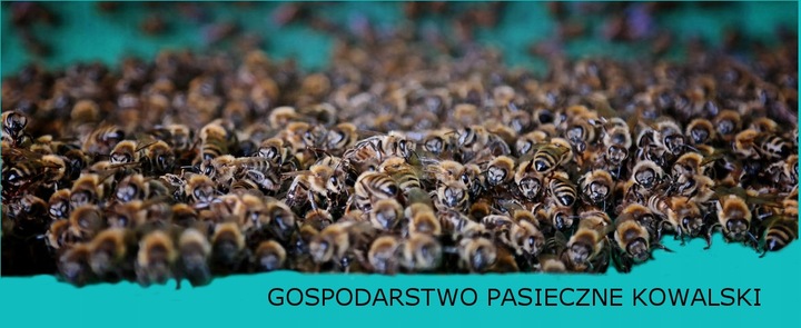 WYPRZEDAŻ Miód rzepakowy 1,25 kg 2023