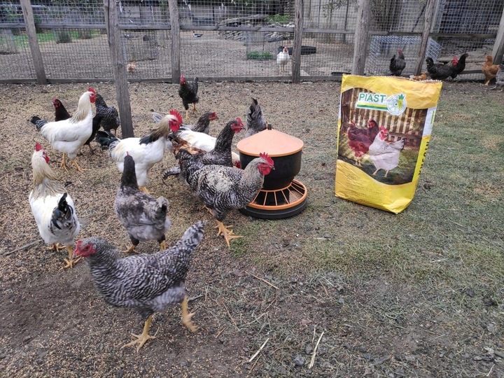 Pasza dla kur niosek GRANULOWANA Piast Pasza dla niosek pełnoporcjowa 25 kg