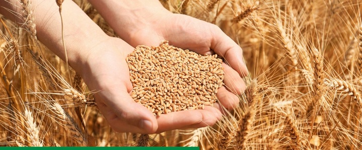 Maxim 025 FS 1L SYNGENTA - zaprawa do nasion o szerokim zastosowaniu