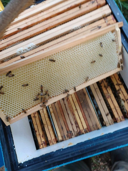 Polski miód rzepakowy 2024 naturalny prawdziwy z Polskiej pasieki