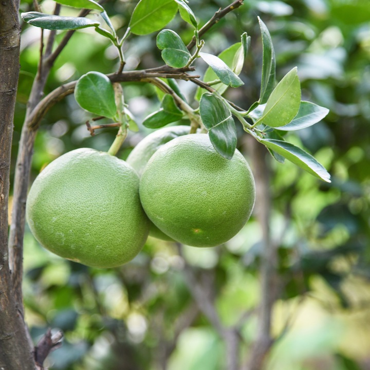 POMELO SUSZONE Kandyzowane 1kg PLASTRY KLASA A nutt