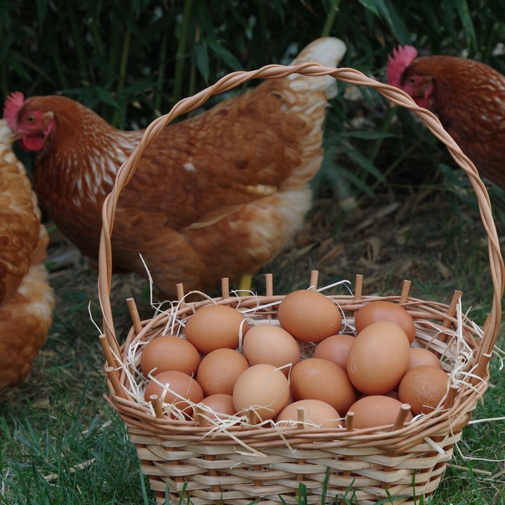Witaminy i minerały dla kur niosek na jajka nieśność DROBMIX NIOSKA 4%, 4kg