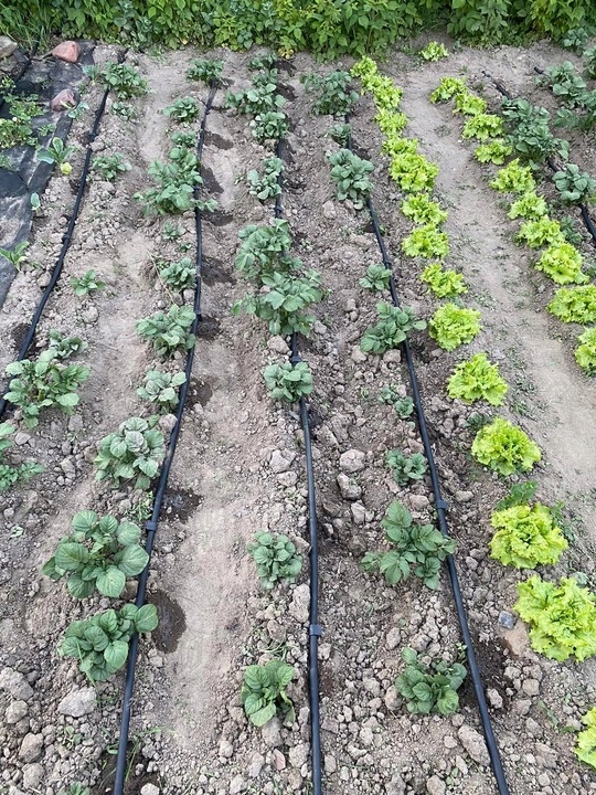 LINIA KROPLUJĄCA NAWADNIANIE Kropelkowe Wąż pocący kroplujący 100 mb