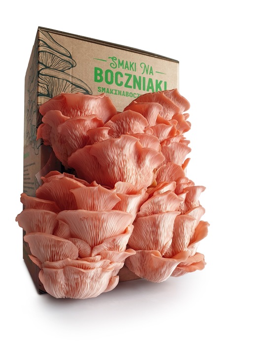 Grzybnia do uprawy domowej boczniak różowy