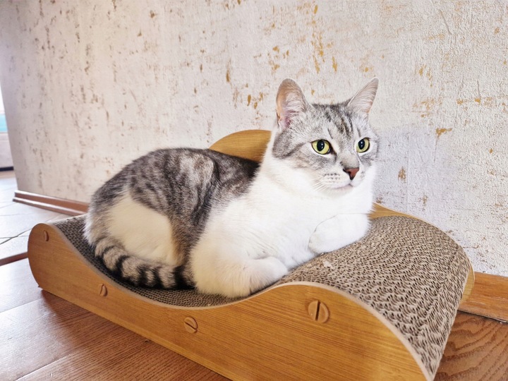 Drapak Dla Kota Sofa Łóżko Legowisko Karton Do Drapania Kanapa Kotka 60 cm