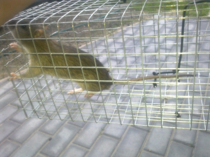 ŻYWOŁAPKA PUŁAPKA NA SZCZURY i inne 50/16/16 cm