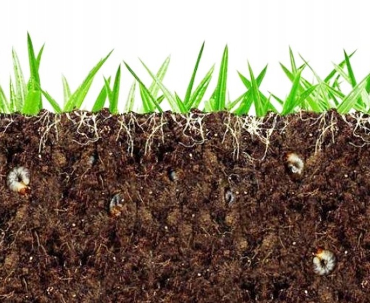 Agrecol GRAMMINI-LIMIT 10 g 394