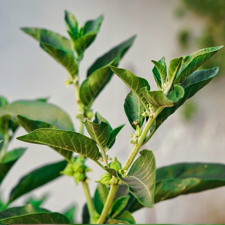 ASHWAGANDHA KSM-66 200mg -120 kapsułek PAMIĘĆ, RELAKS, SEN, ADAPTOGEN