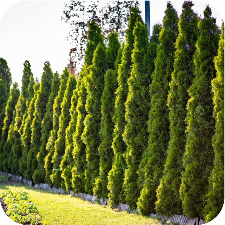 Nawóz do TUI wieloskładnikowy Inco Fruktovit PLUS granulat 5 kg