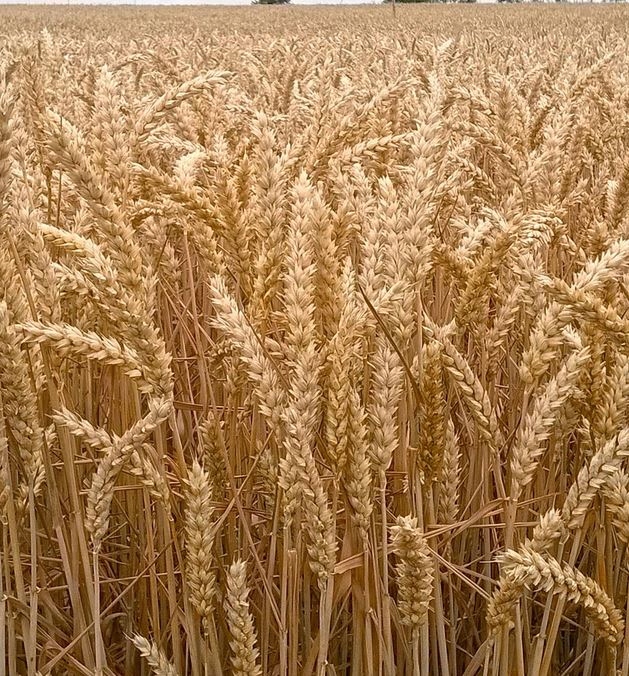 LENTIPUR 1L na chwasty