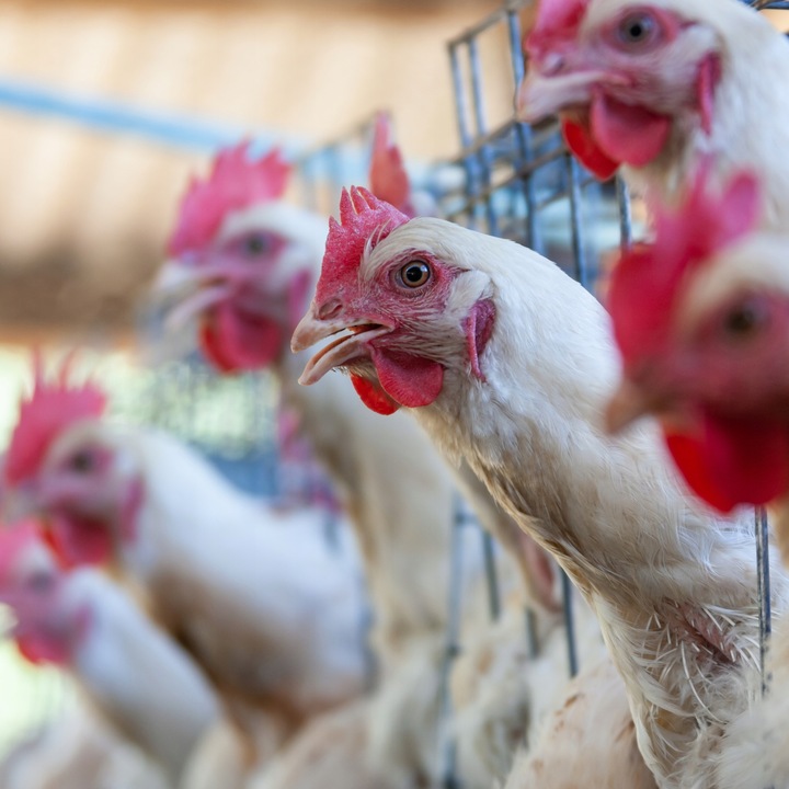 Witaminy i minerały dla kur niosek na jajka nieśność DROBMIX NIOSKA 4%, 4kg