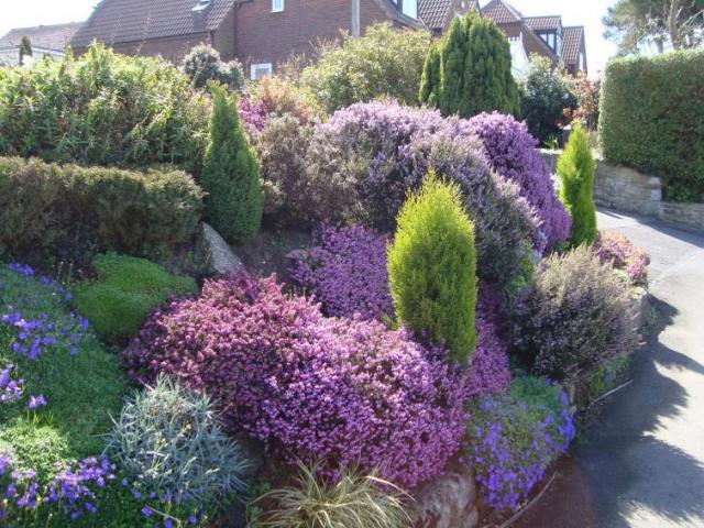 Mikoryza do BORÓWEK, JAGÓD i Wrzosowatych 250ml