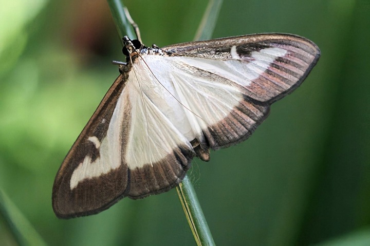 Feromon CDP do zwalczania ćmy bukszpanowej - PROPHER - 5 sztuk