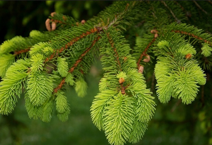 WIOSENNY nawóz do iglaków TUI10 KG SOLIDNY SZTRZAŁ W KOLORZE ZIELONE IGLAKI