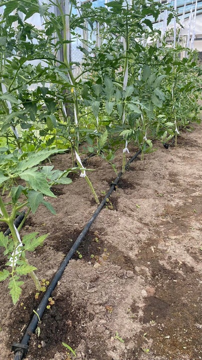 LINIA KROPLUJĄCA WĄŻ KROPLUJĄCY DO OGRODU Pocący Nawadnianie 100m Fi16