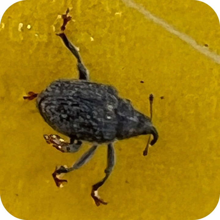 ŚRODEK PREPARAT NA MSZYCE CYPERKILL MAX 500 EC 250ML OWADOBÓJCZY DO WARZYW