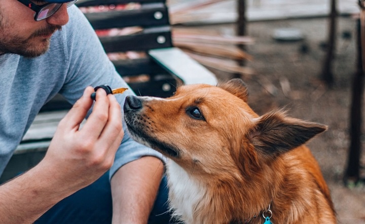 Olejek CBD 5% dla zwierząt 10 ml FULL SPECTRUM Pies Kot / konopny 500 mg