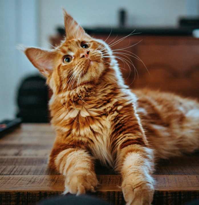 Zestaw Buda dla kota psa GRATISY Mr. dolittle + Akcesoria Zabawki