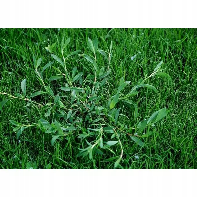 Roundup 360 SL Plus 5l glifosat, herbicyd, perz