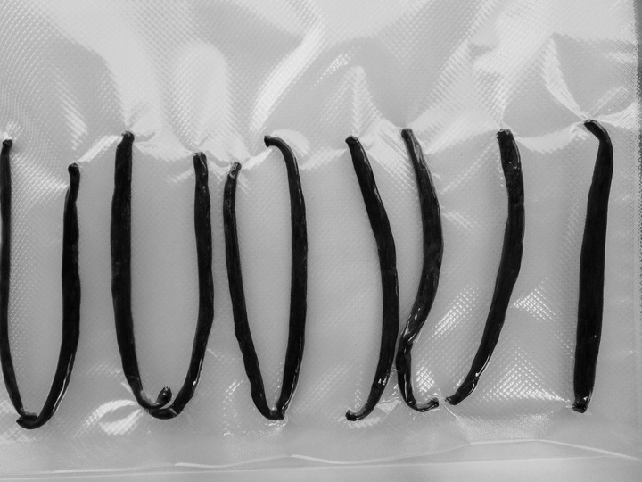 WANILIA LASKI 10 SZT 10-14 cm Laska Wanilii JAKOŚĆ 1 ŚWIEŻE, WILGOTNE LASKI