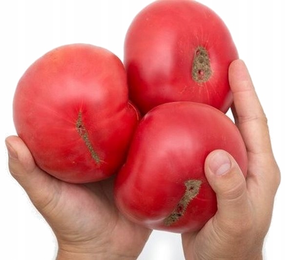 MOCNY TUNEL FOLIOWY OGRODOWY SZKLARNIA 4x2m JAKOŚĆ 8m2 PREMIUM