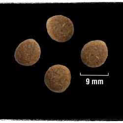 CRAVE bezzbożowa sucha karma dla psa z indykiem i kurczakiem 11,5 kg