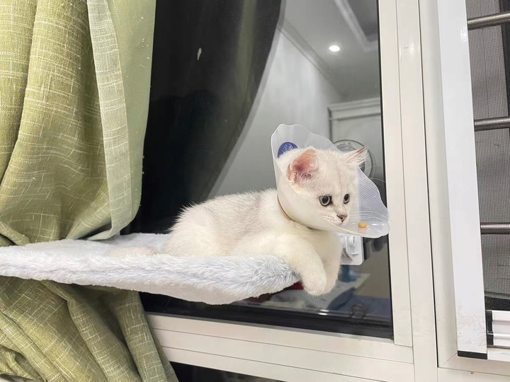 Hamak dla kota do okna – legowisko 45×30, idealne do obserwacji otoczenia!