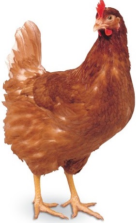 Kurka Naturka Nioska Sypka pasza dla kur 25kg