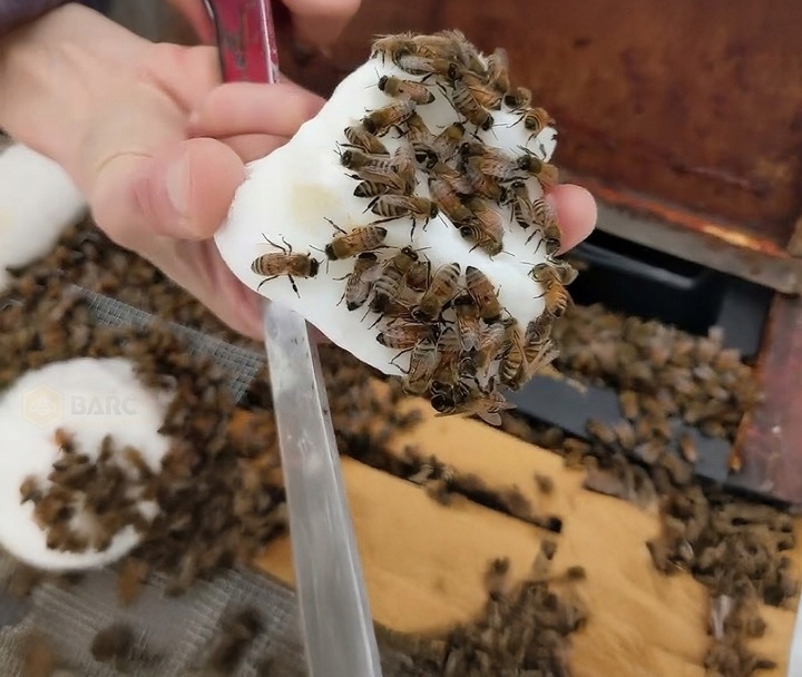 Ciasto Apifonda do wiosennego podkarmiania 12sztx1kg DŁUGI TERMIN sudzucker