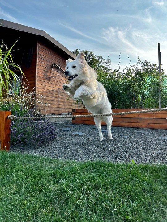 VITAR Veterinae Mineral Forte 500 g - dla mocnych i zdrowych zębów i kości