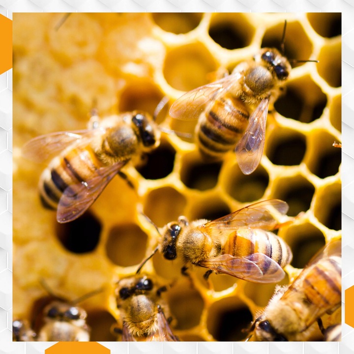 Nozevit PLUS mieszanka paszowa dla pszczół do ula pasieki Apivita 200 ml