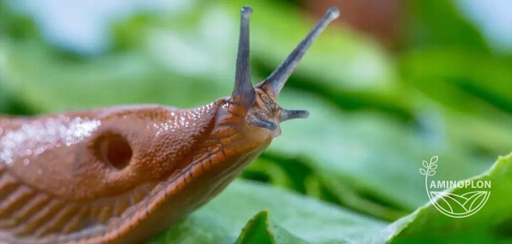 BROS SNACOL 1kg środek trutka na ślimaki (butelka)