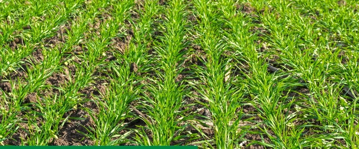 Maxim 025 FS 1L SYNGENTA - zaprawa do nasion o szerokim zastosowaniu